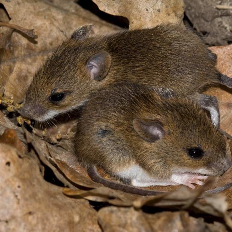 Уничтожения мышей в частном доме в Рязани?