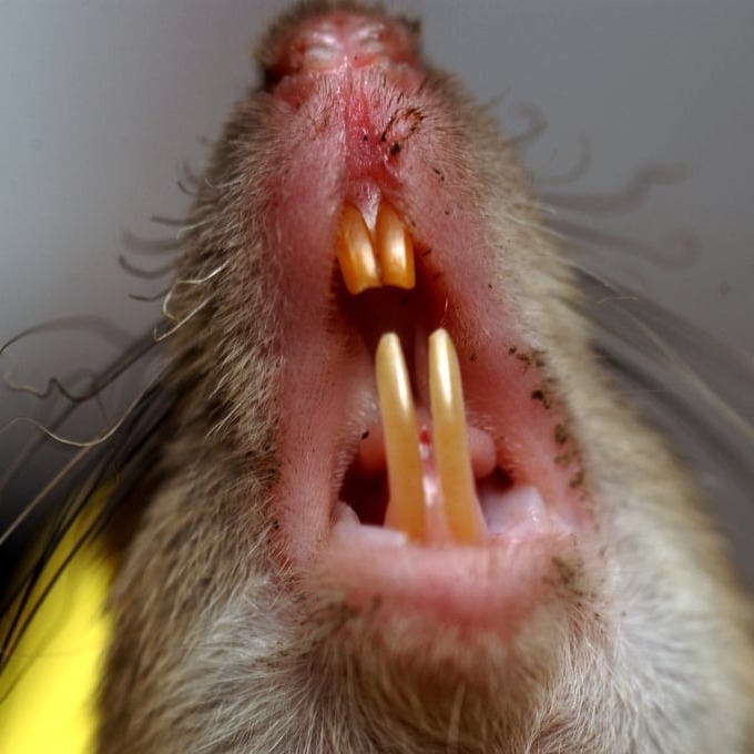 Дератизация крыс в Рязани?